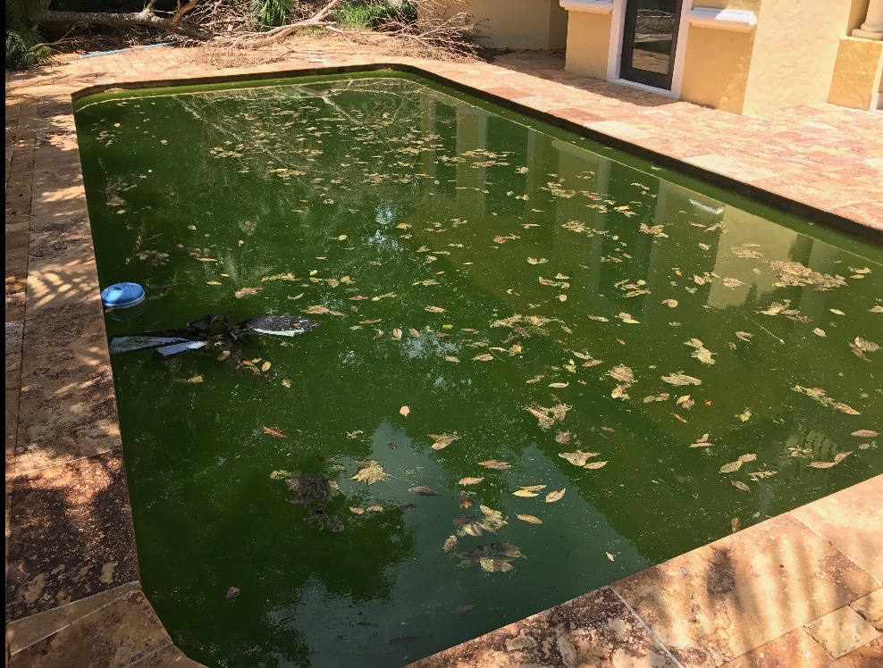 Pool Green